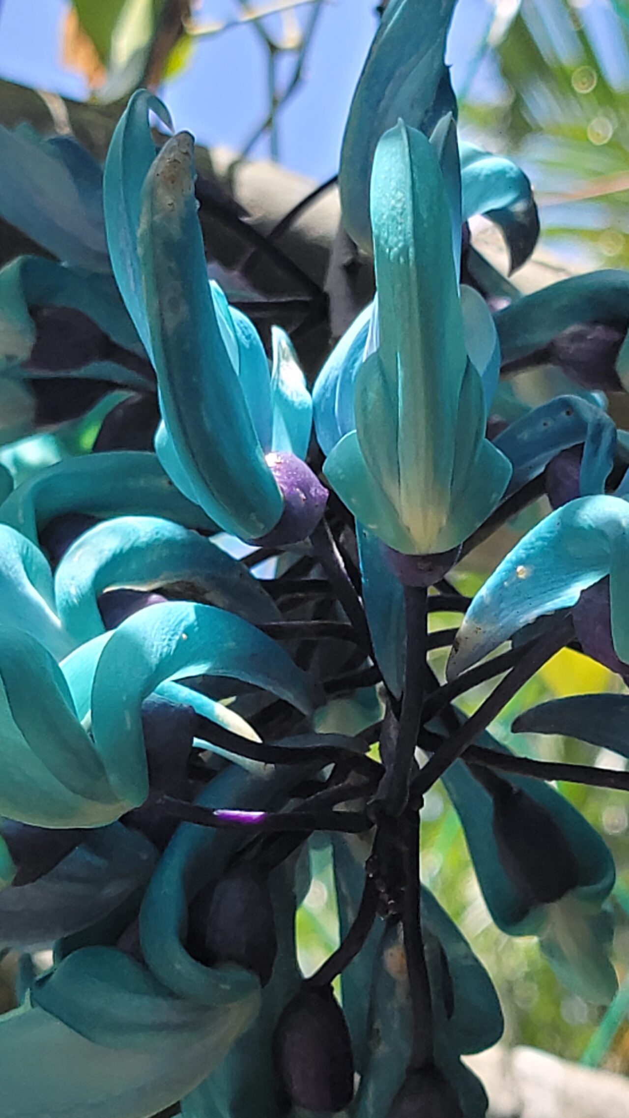 jade vine