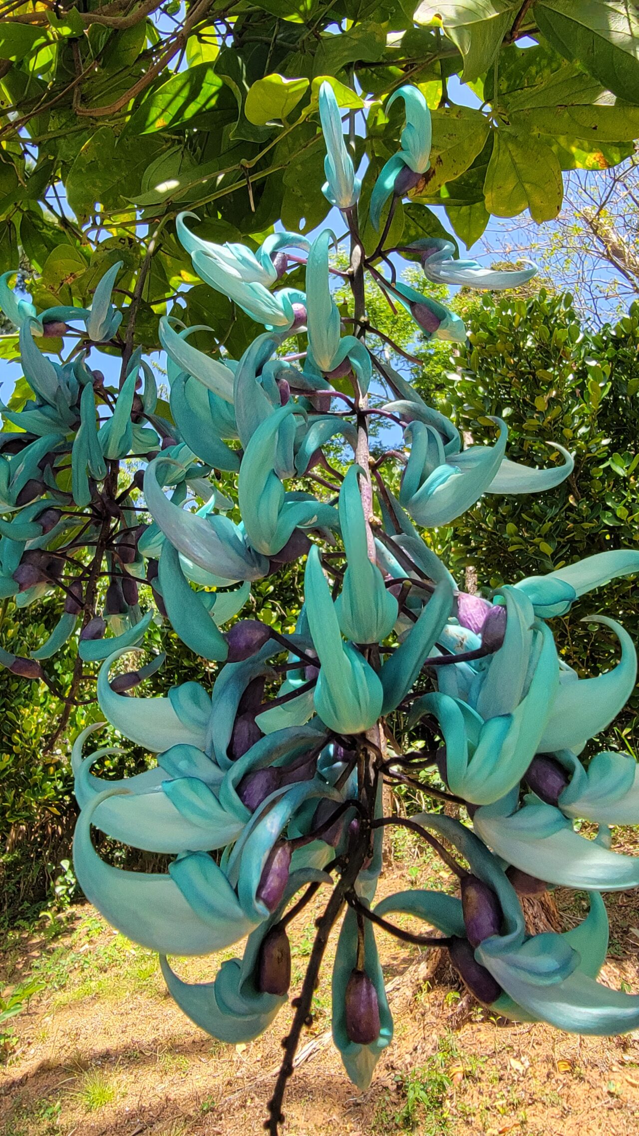 jade vine