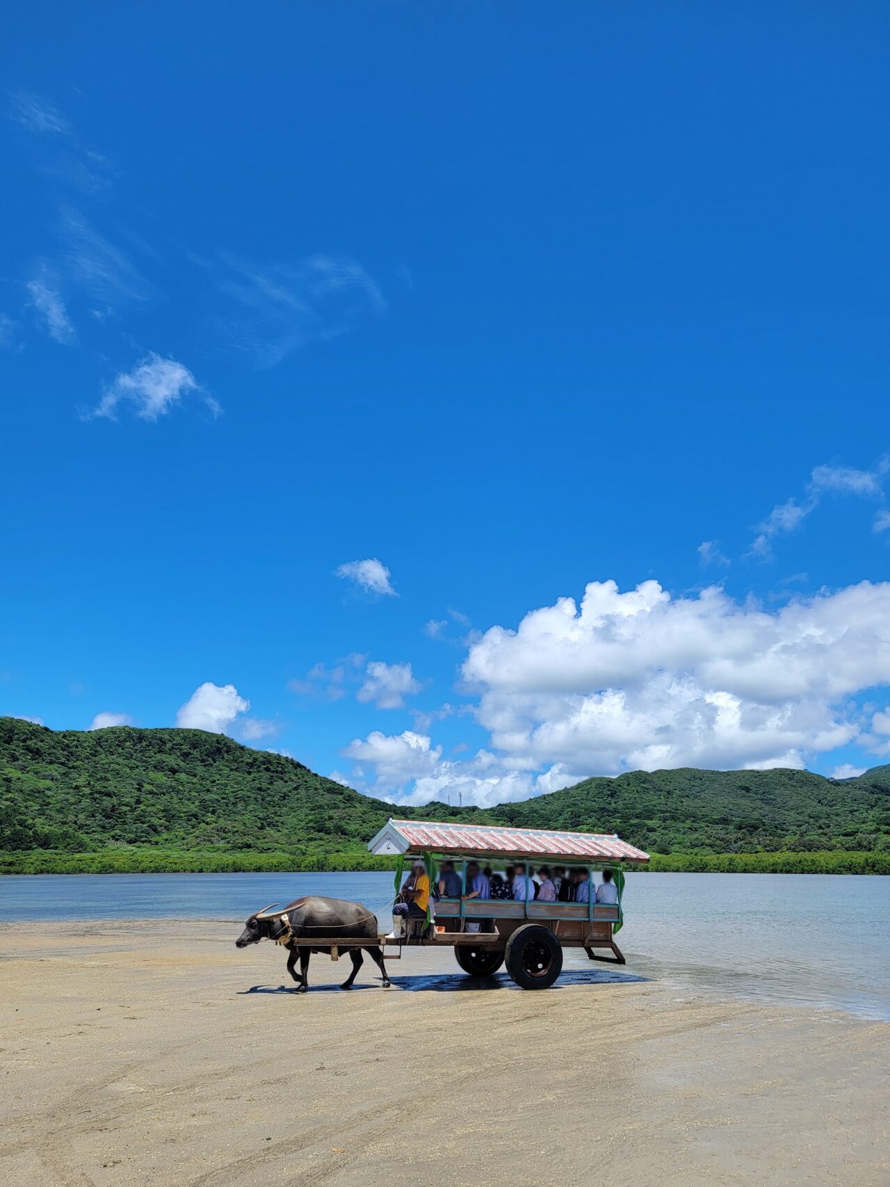 YUBUJIMA/water buffalo