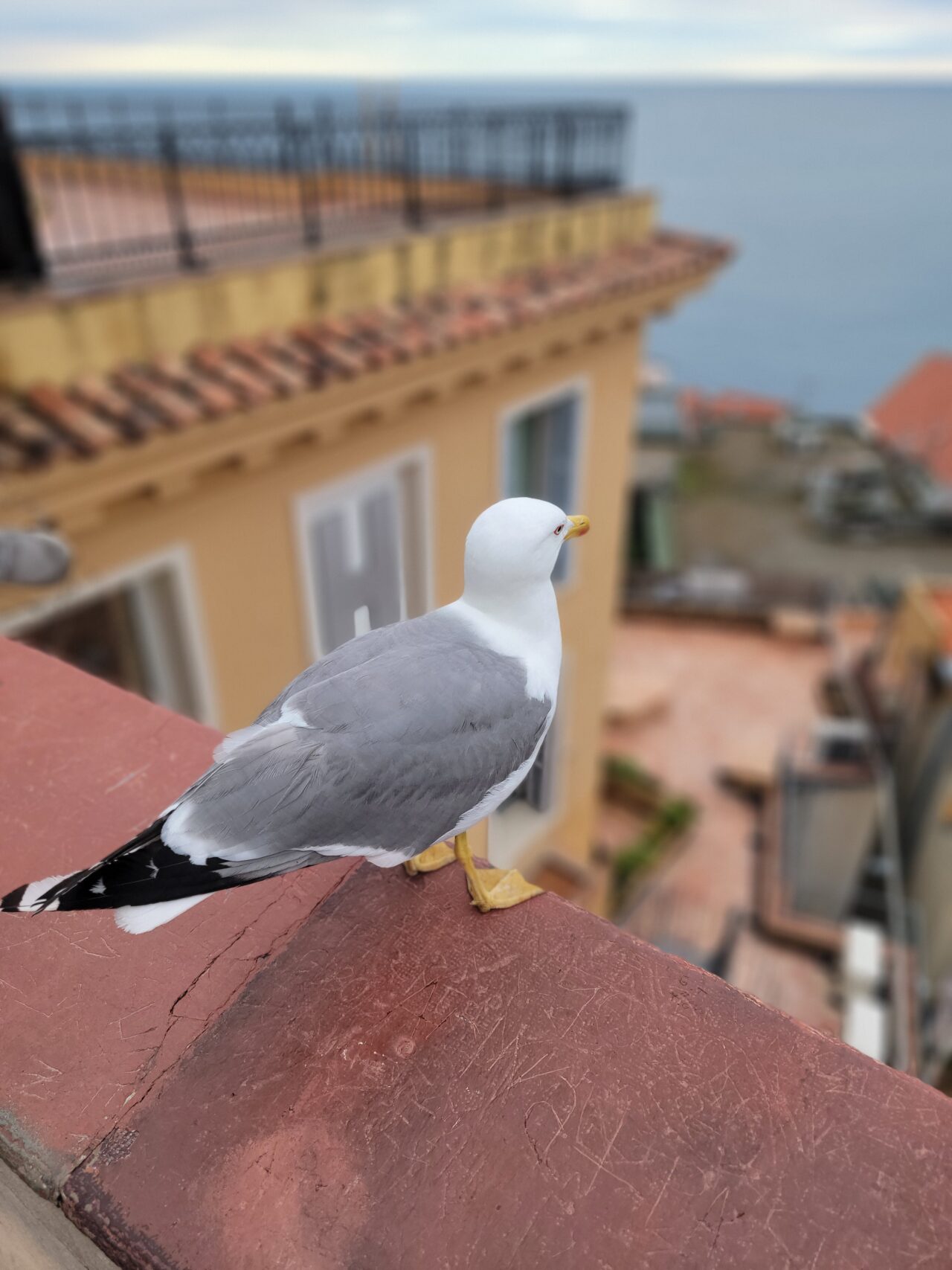 NICE/Point de vue Colline du chateau