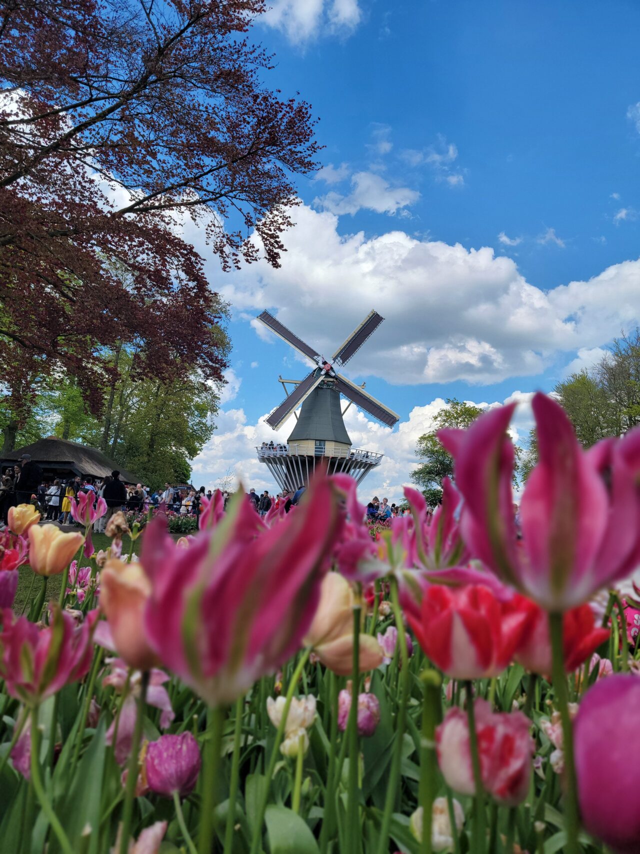 Keukenhof Gardens