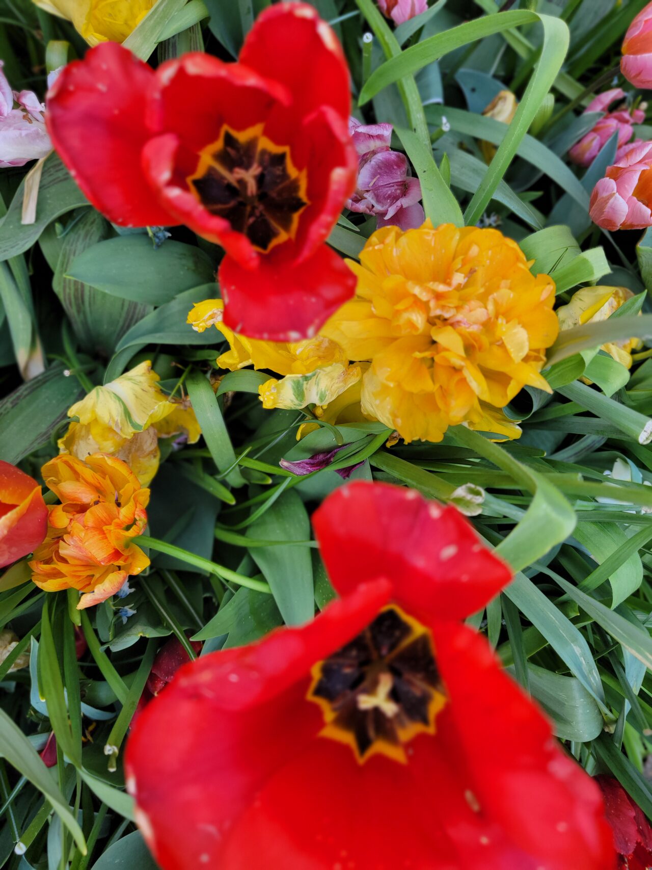 Keukenhof Gardens/Tulips 