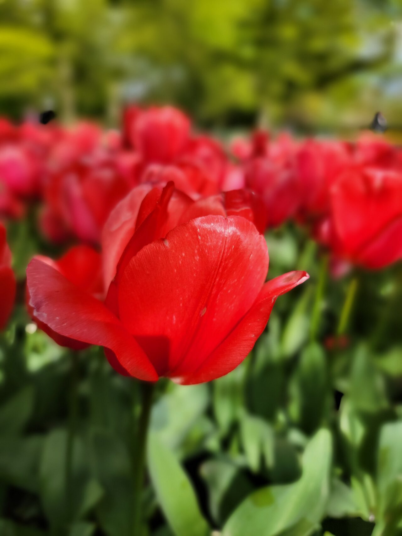 Keukenhof Gardens/Tulips 