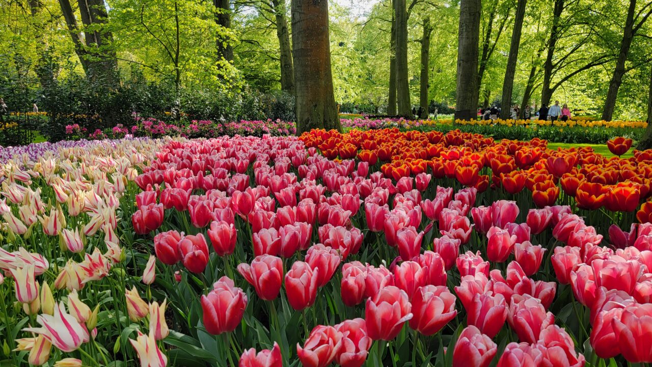 Keukenhof Gardens/Tulips 