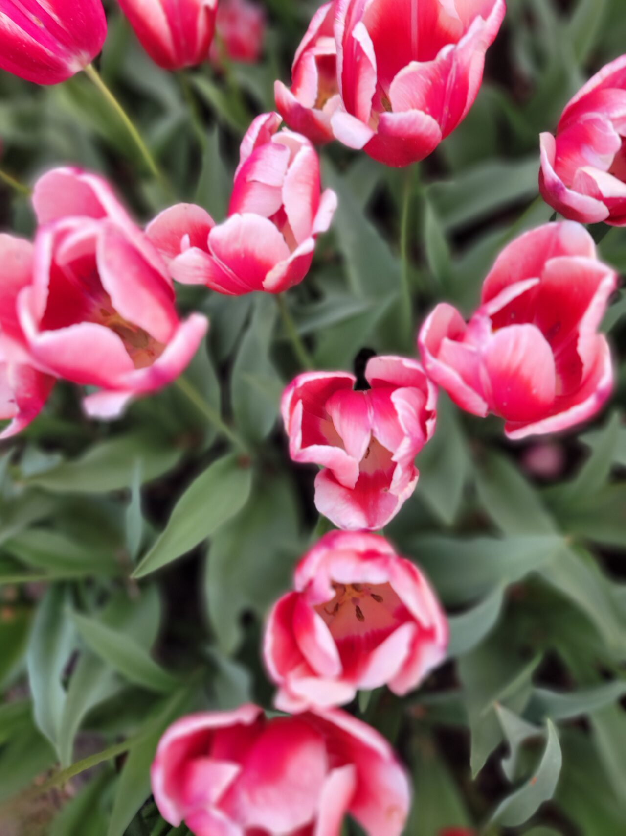 Keukenhof Gardens/Tulips 