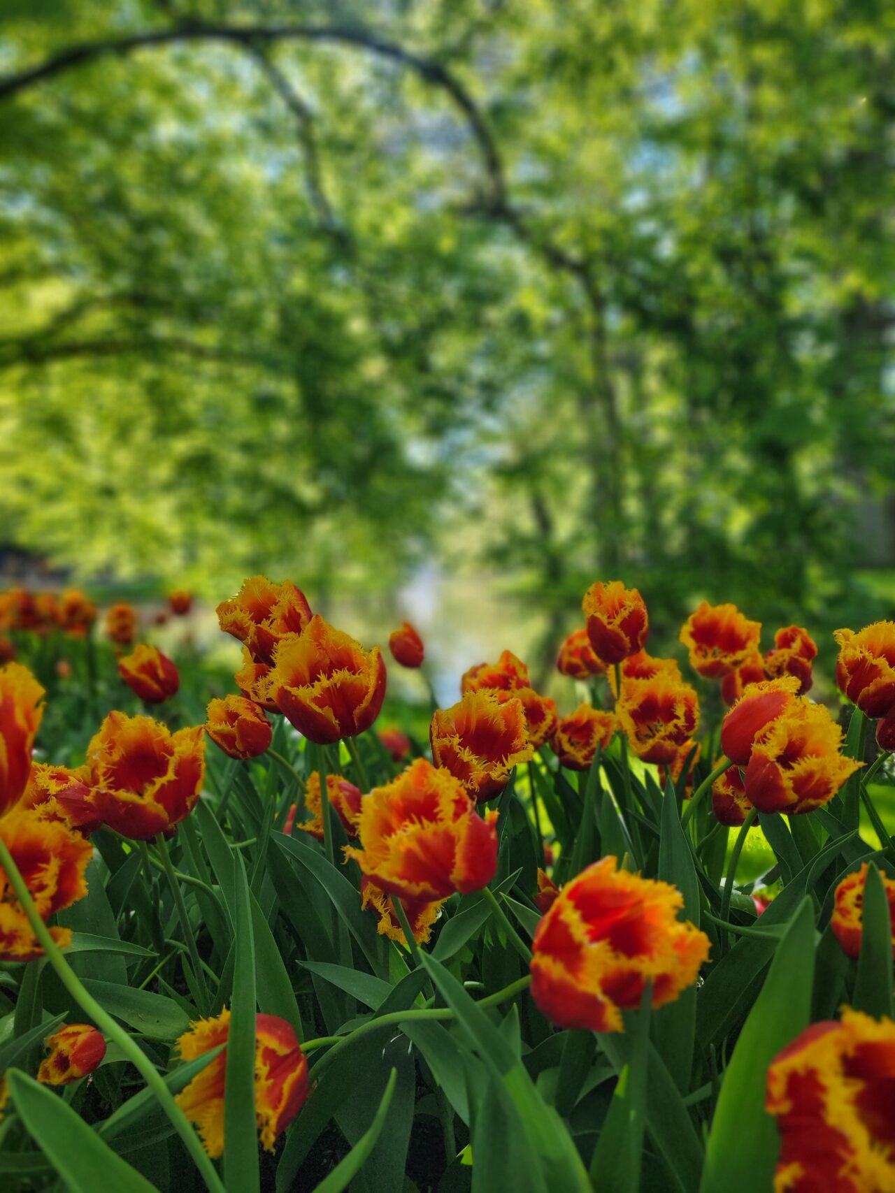 Keukenhof Gardens/Tulips 