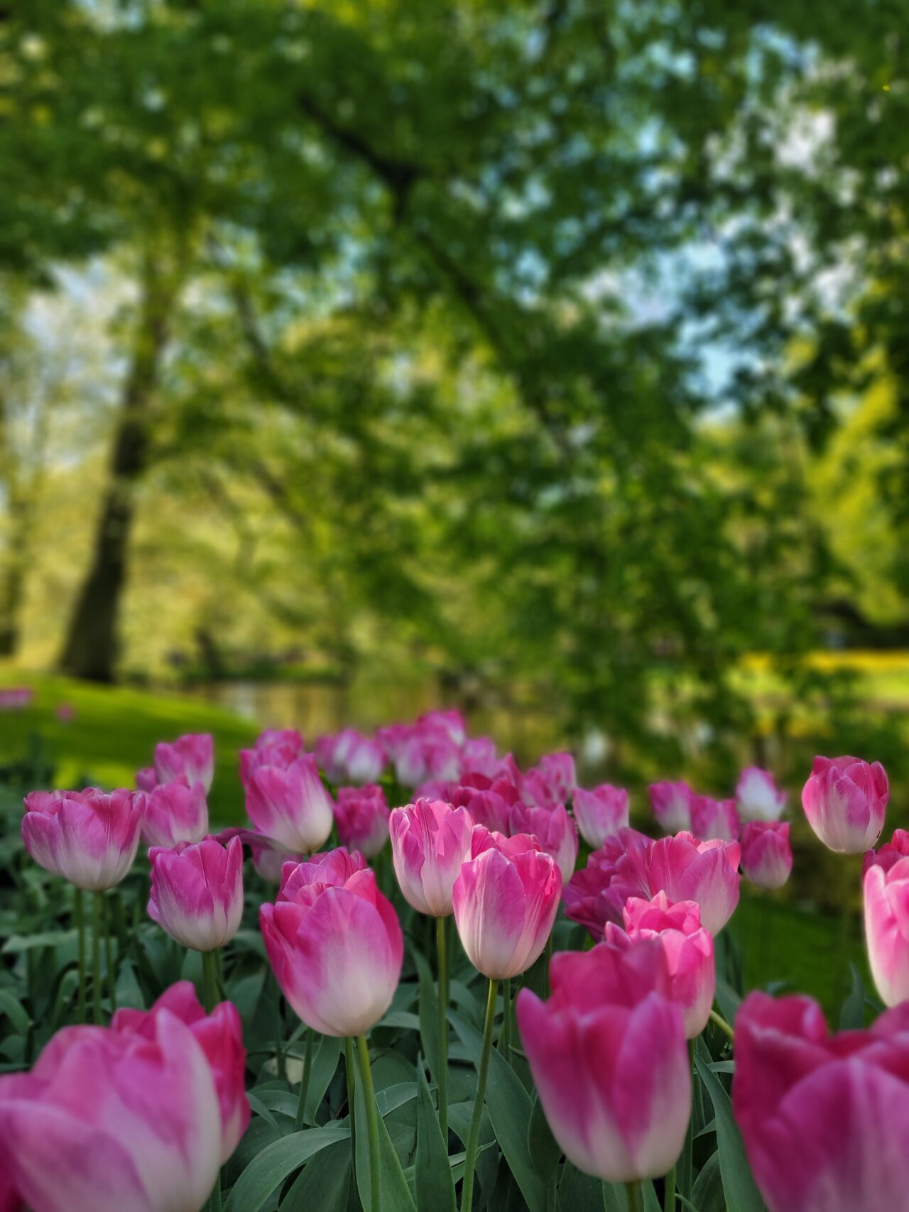 Keukenhof Gardens/Tulips 