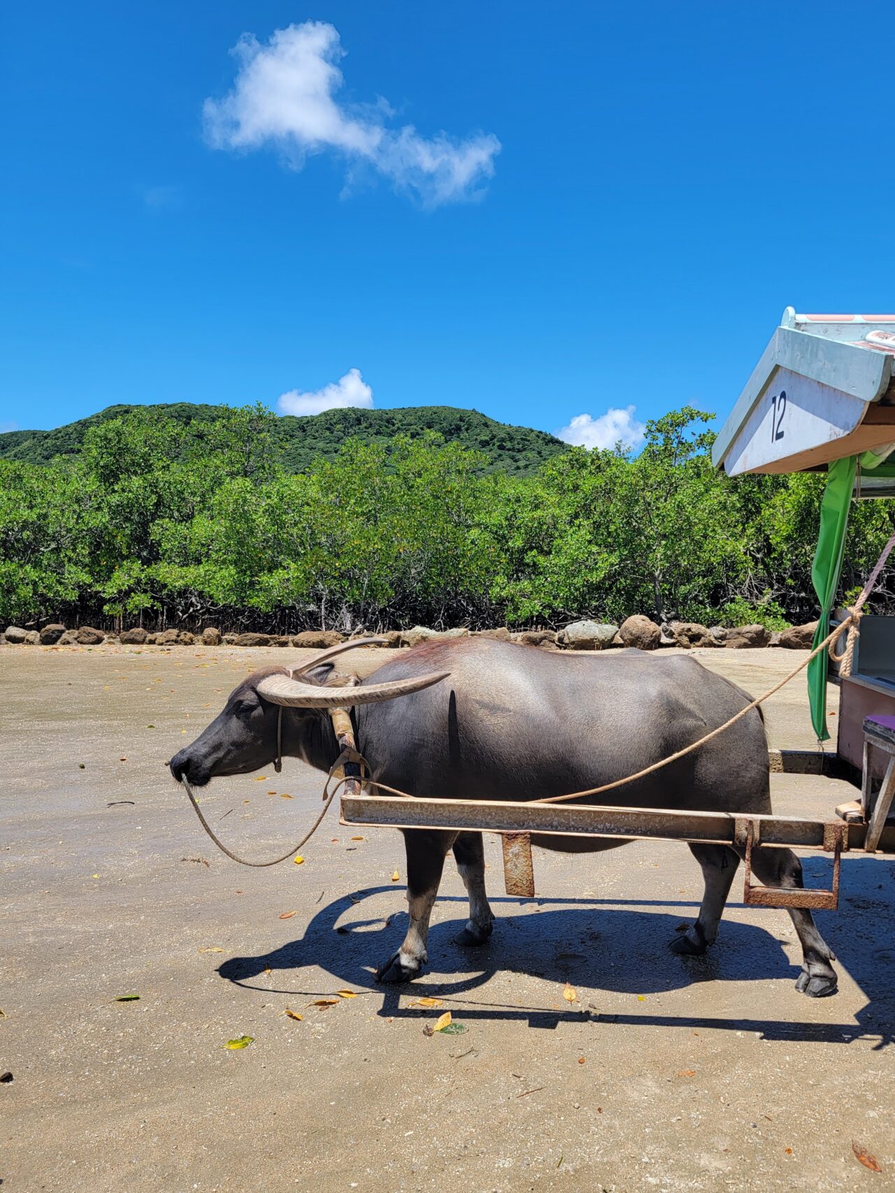 YUBUJIMA/water buffalo