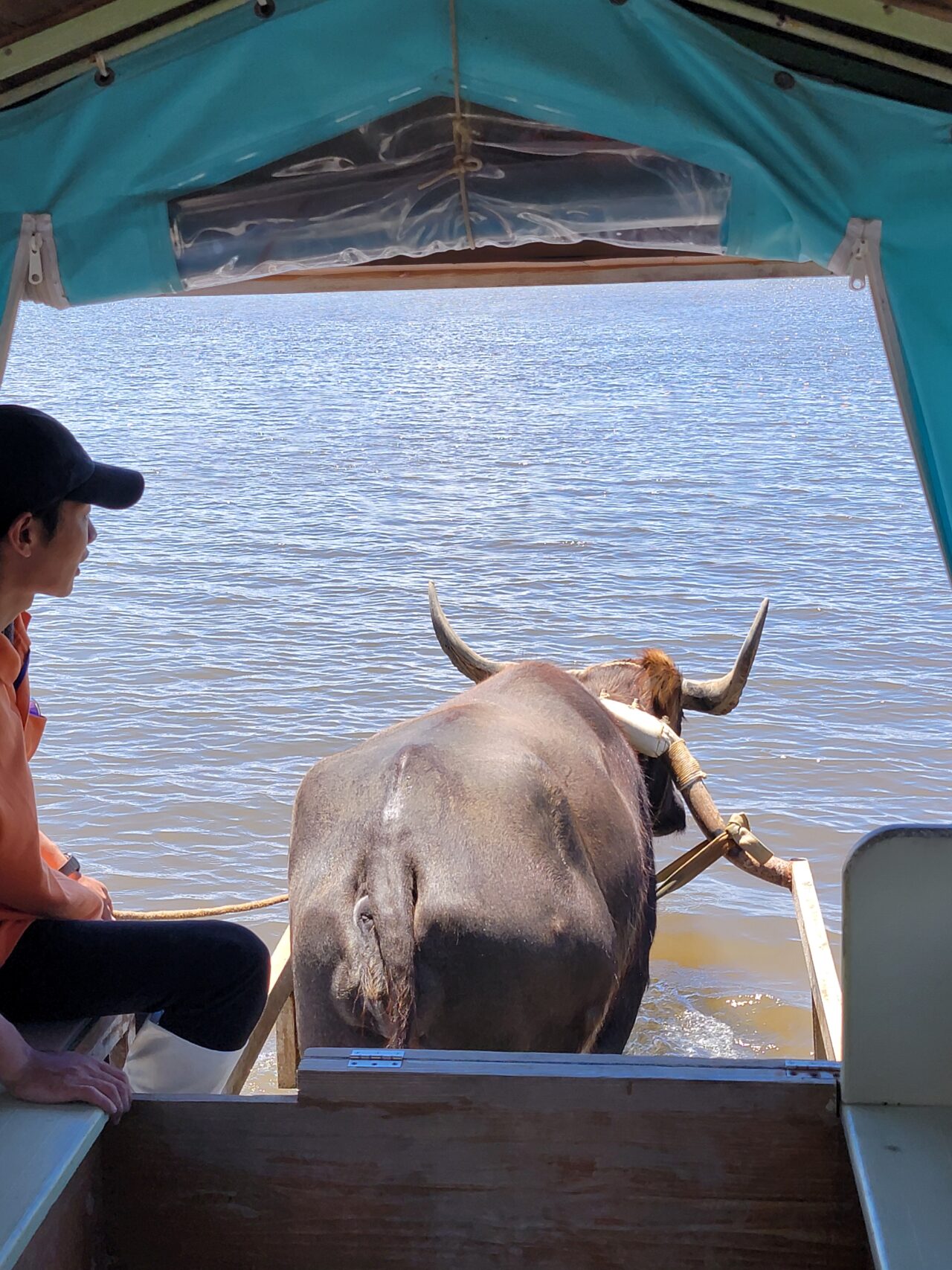 YUBUJIMA/water buffalo