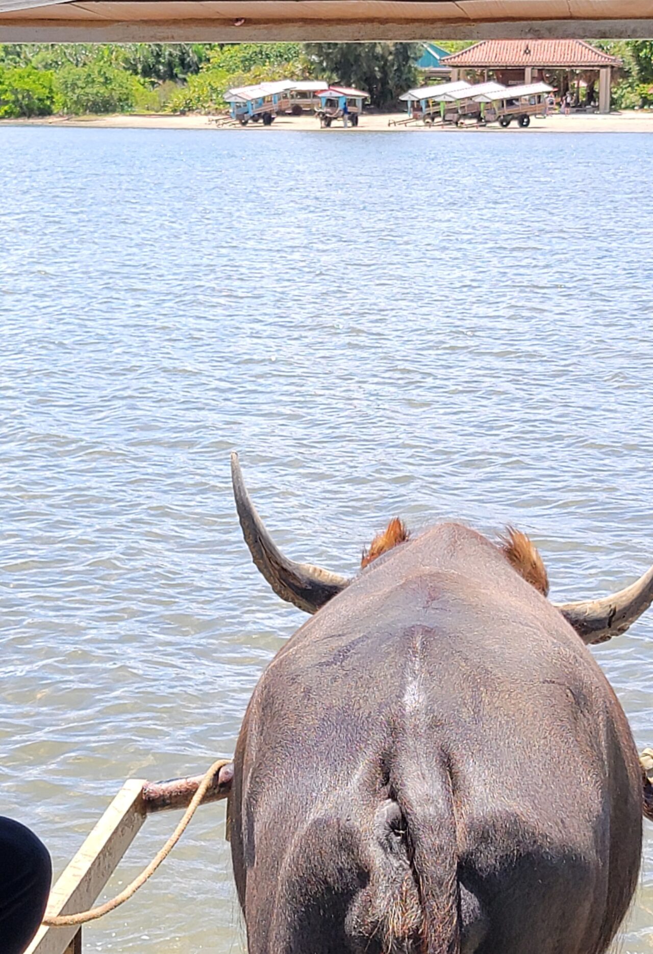 由布島の水牛