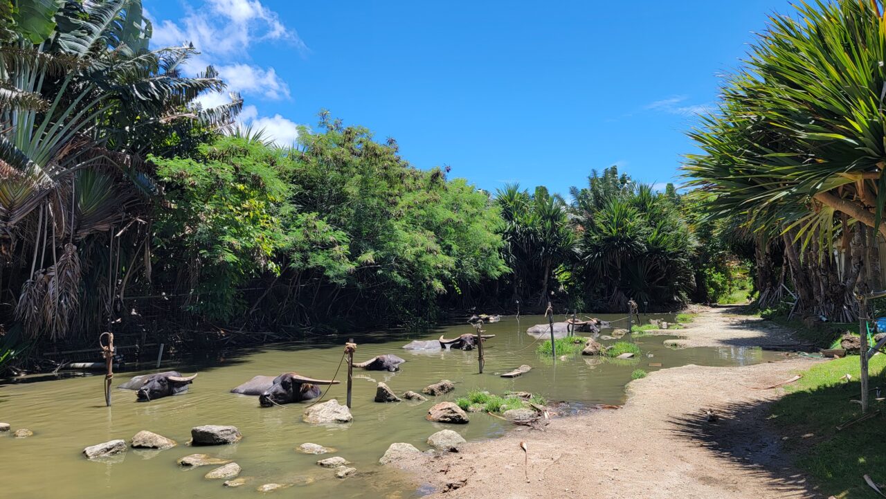 由布島の水牛