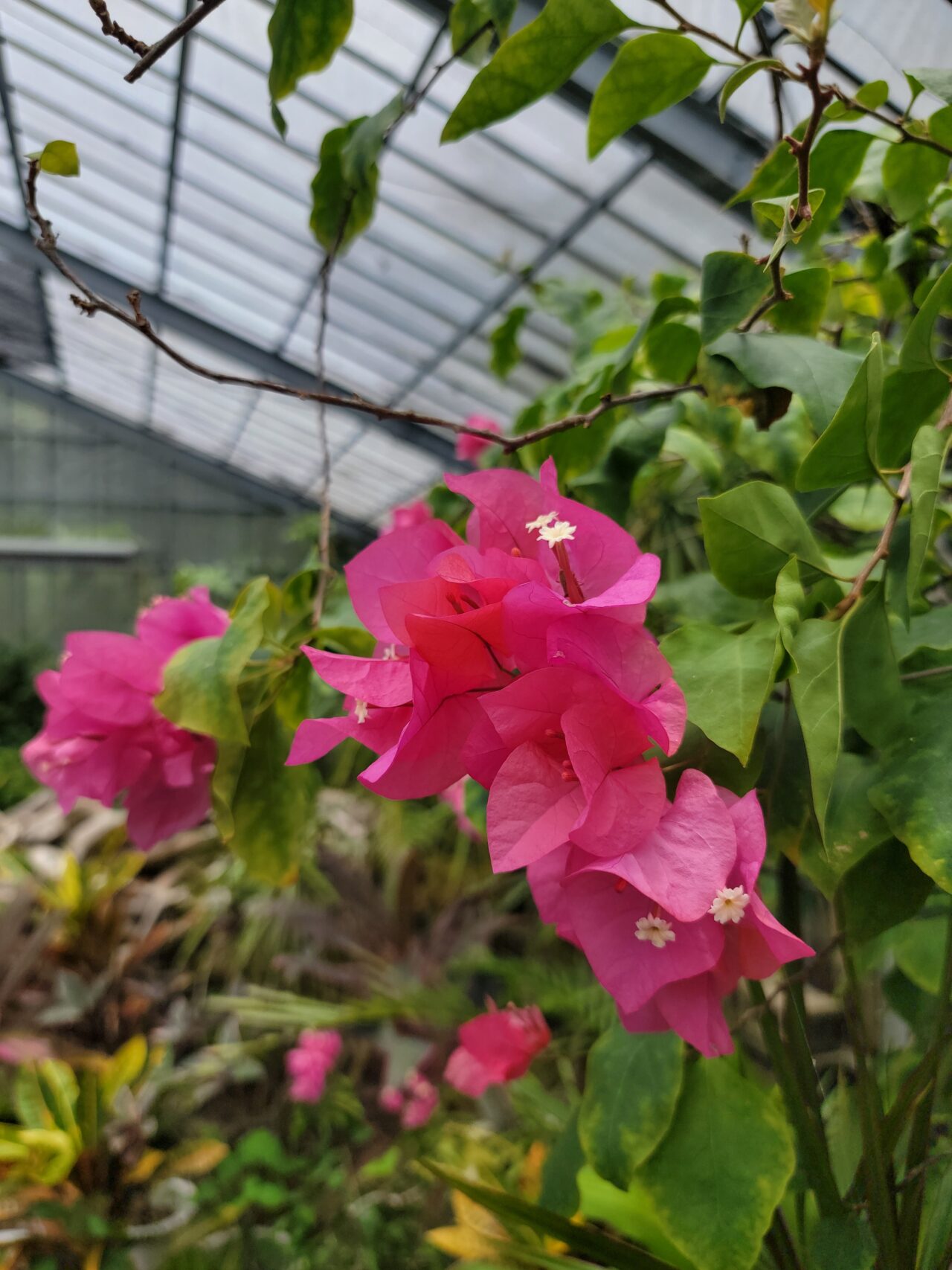 Yubu Island・bougainvillea