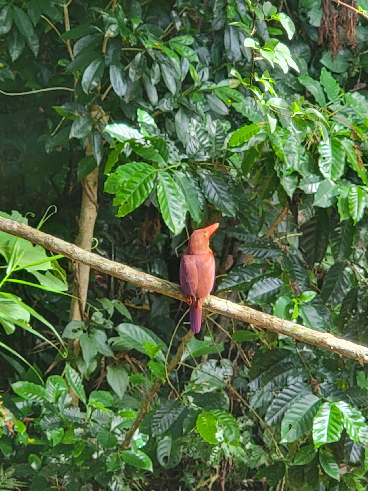 Nilaina Resort on Iriomote