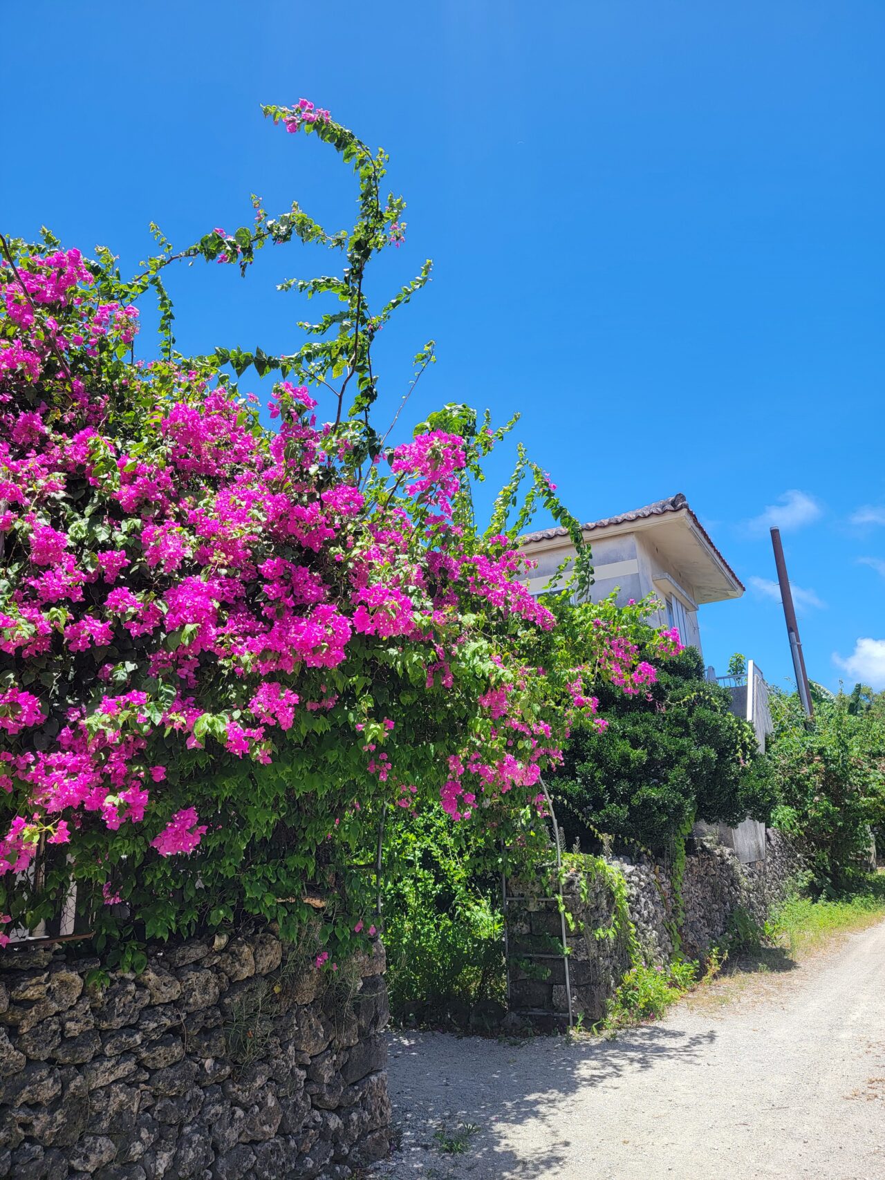 village of traditional Ryukyu houses with red-tiled roofs/Taketomi