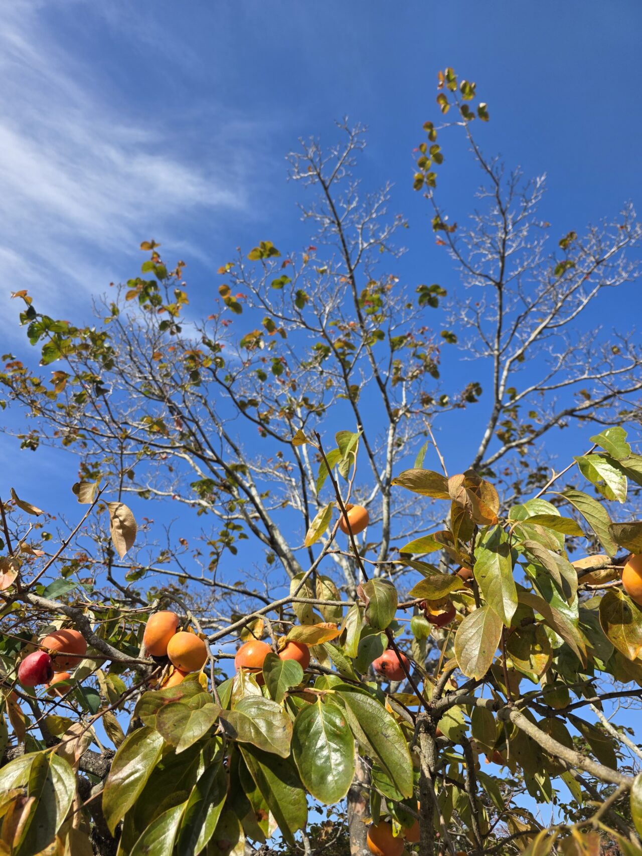 ホテル日航成田