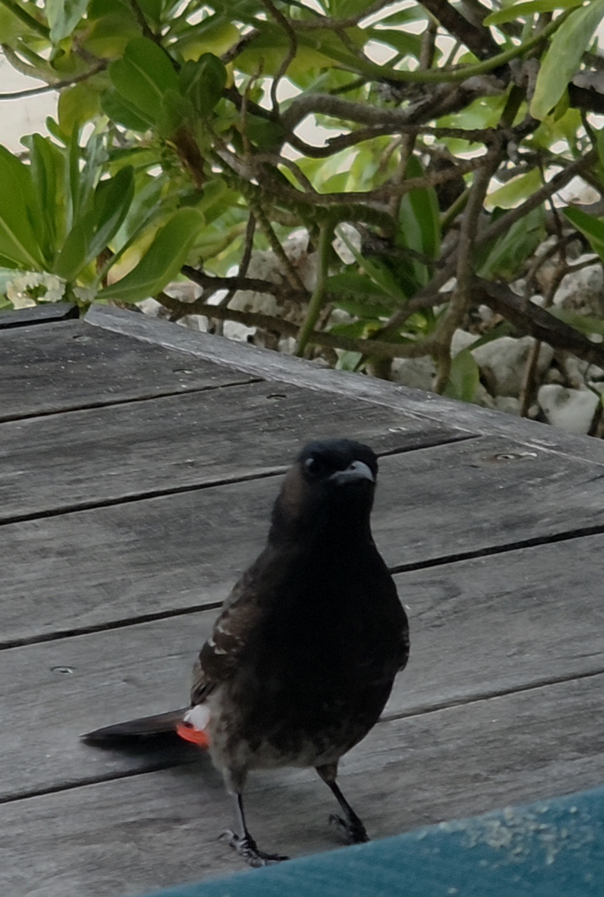 マラマラビーチクラブ