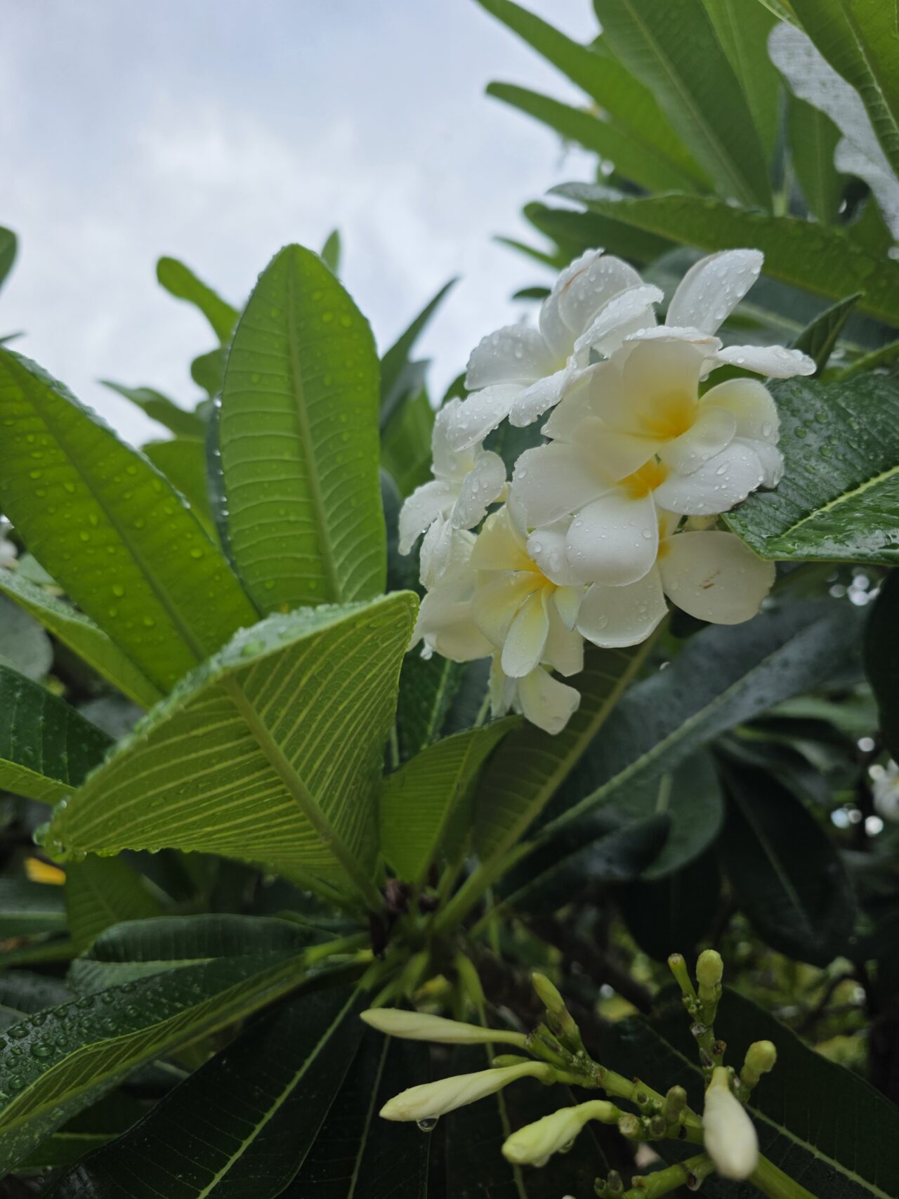 マラマラビーチクラブ