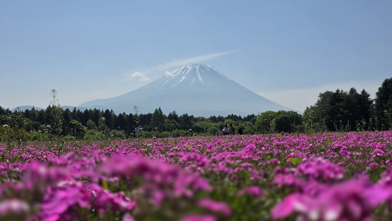 富士芝桜まつり