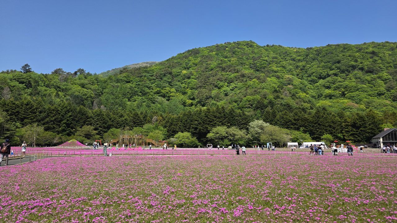 富士芝桜まつり