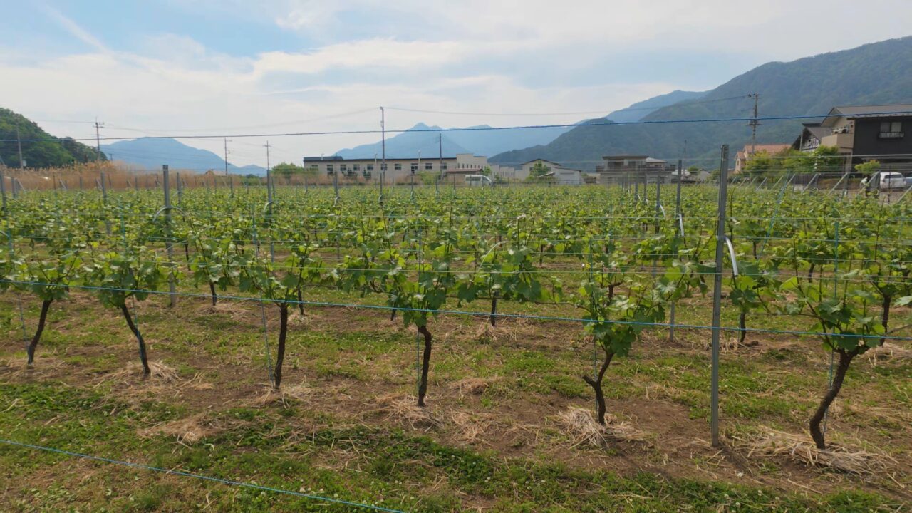 7c | seven cedars winery