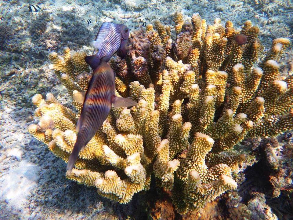 沖縄珊瑚