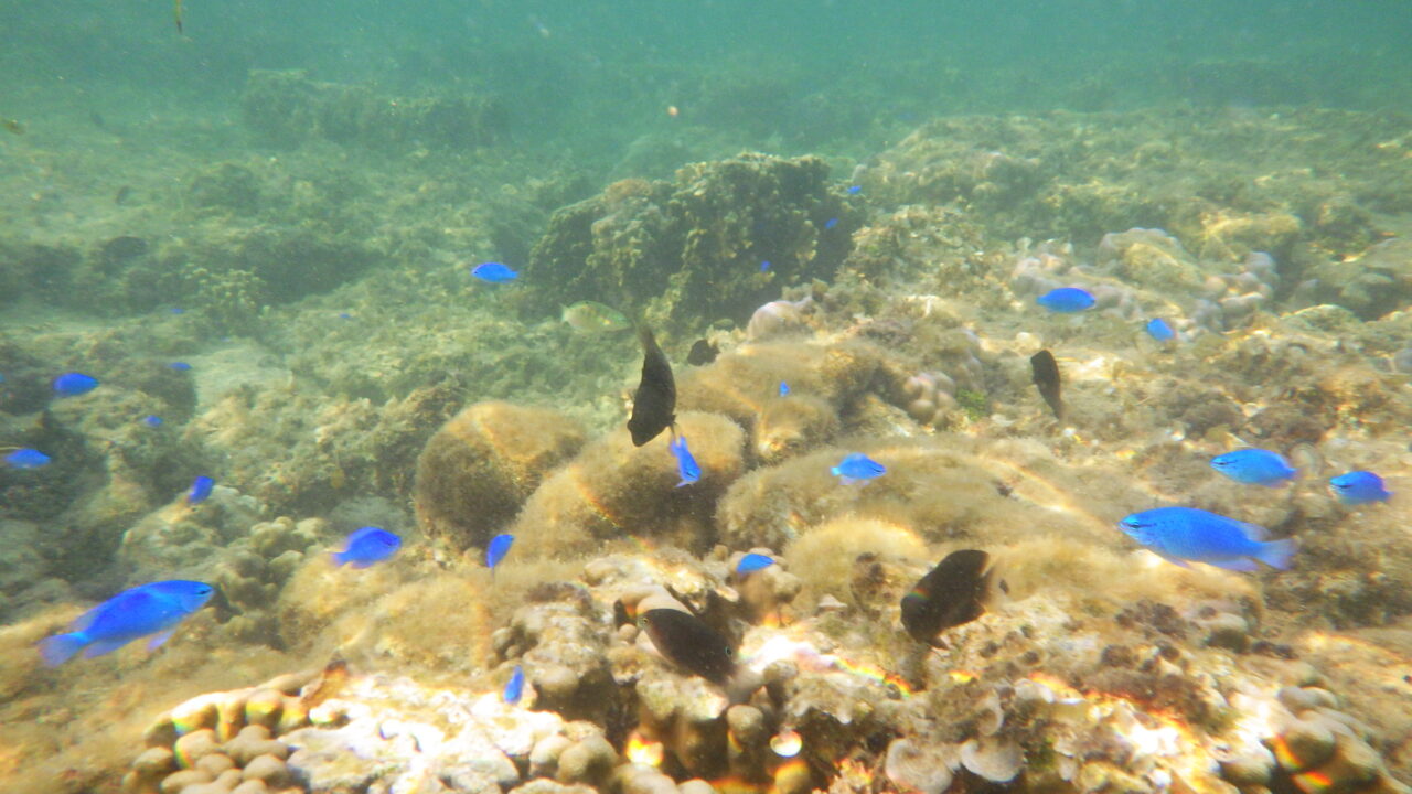 Hoshisuna Beach/Snorkeling at a beach where tropical fish gather