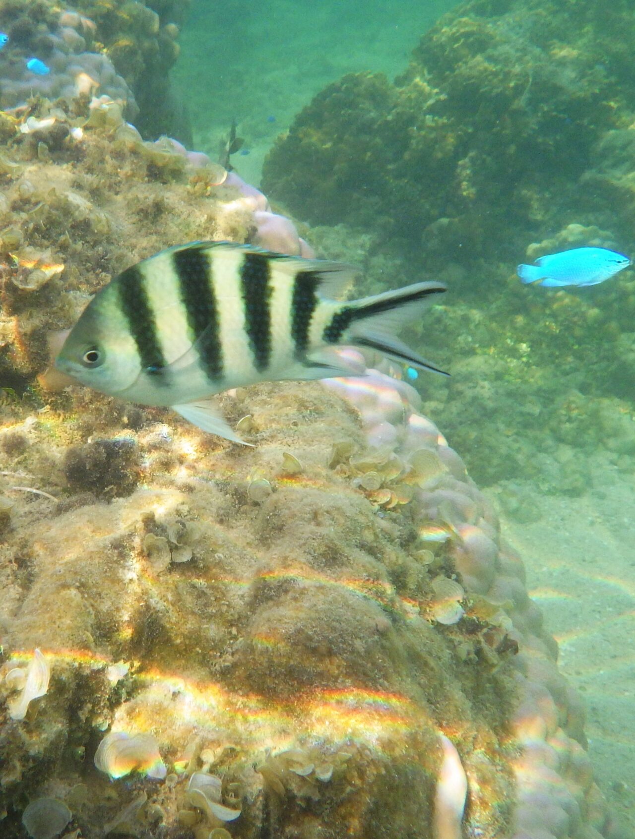 Hoshisuna Beach/Snorkeling at a beach where tropical fish gather