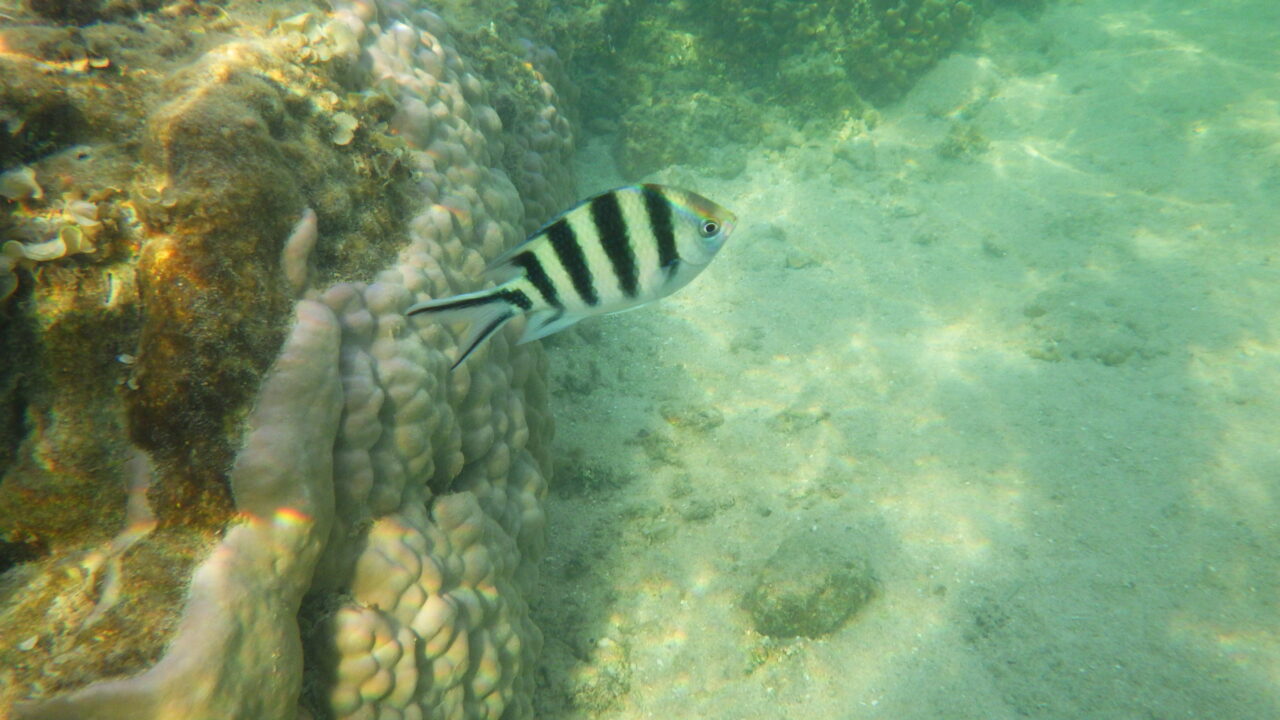 Hoshisuna Beach/Snorkeling at a beach where tropical fish gather